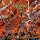 EXECUTIONER STEEL -- Rage of the Thunderstorm  CD  JEWELCASE
