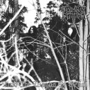 THOU SHALT SUFFER -- Into The Woods of Belial  3LP  BLACK
