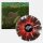 INVICTUS -- Nocturnal Visions  LP  SPLATTER (LAST COPIES)