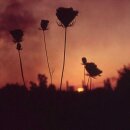 BARREN CANYON -- A Virulent Stream  CD  DIGIPACK