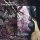 DARK TRANQUILLITY -- The Minds I  LP  BONE