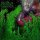 WHARFLURCH -- Shittier / Slimier  LP  GREEN MIX