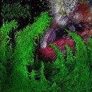 WHARFLURCH -- Shittier / Slimier  CD