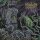 MOONLIGHT SORCERY -- Horned Lord of the Thorned Castle  CD  JEWELCASE